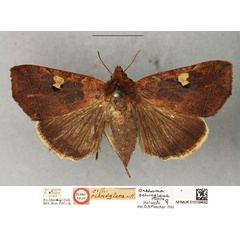 /filer/webapps/moths/media/images/O/ochroglene_Orthosia_HT_BMNH.jpg