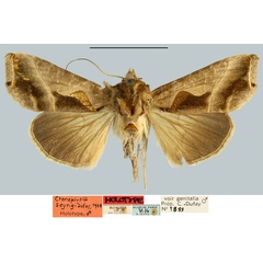 /filer/webapps/moths/media/images/S/seyrigi_Plusia_HT_MNHN.jpg