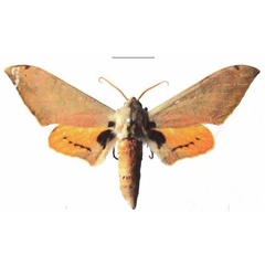 /filer/webapps/moths/media/images/P/postica_Pseudoclanis_AM_EMEM_02a.jpg