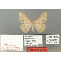 /filer/webapps/moths/media/images/H/hondensis_Idiotephra_HT_TMSA.jpg