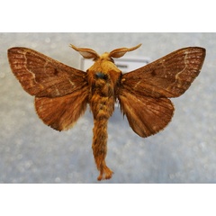 /filer/webapps/moths/media/images/A/aegyptiaca_Streblote_AM_Stroehle.jpg