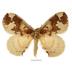 /filer/webapps/moths/media/images/P/plagiatus_Stenoglene_AM_Basquin_01.jpg