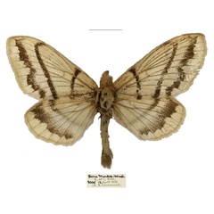 /filer/webapps/moths/media/images/S/sahelica_Philotherma_AT_Basquin.jpg