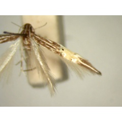 /filer/webapps/moths/media/images/A/ancistraea_Cosmopterix_HT874_TMSA_02.jpg