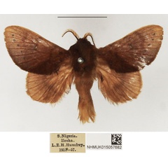 /filer/webapps/moths/media/images/P/punctipennis_Pseudometa_AM_NHMUK.jpg