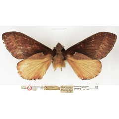/filer/webapps/moths/media/images/D/directa_Pachypasa_HT_NHMUK.jpg