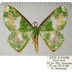 /filer/webapps/moths/media/images/P/perornata_Victoria_AM_ZSM.jpg