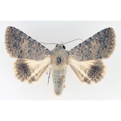 /filer/webapps/moths/media/images/R/robusta_Pandesma_AM_TMSA_01.jpg