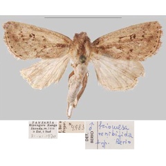 /filer/webapps/moths/media/images/R/renibifida_Sciomesa_HT_MSNMa.jpg