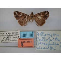 /filer/webapps/moths/media/images/R/renivitta_Callopistria_AT_RMCA.jpg