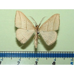 /filer/webapps/moths/media/images/V/vethi_Afrophyla_A_Goff.jpg