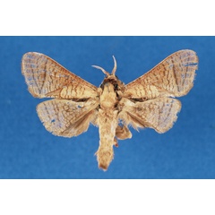 /filer/webapps/moths/media/images/L/lindacammae_Haberlandia_HT_ZMA.jpg