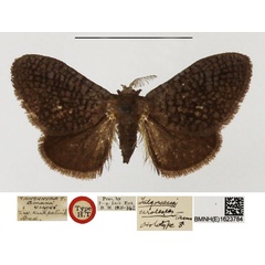 /filer/webapps/moths/media/images/C/cerolestes_Fulgoraecia_HT_NHMUK.jpg