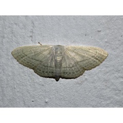 /filer/webapps/moths/media/images/C/centrophora_Somatina_A_Roland.jpg