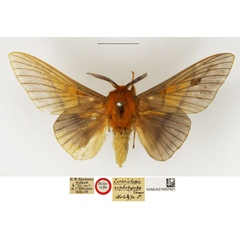 /filer/webapps/moths/media/images/N/nephopyropa_Lechriolepis_HT_NHMUK.jpg