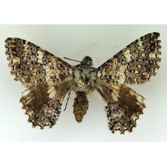 /filer/webapps/moths/media/images/H/hesperistis_Apoprogonida_AF_TMSA_02.jpg