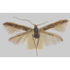 /filer/webapps/moths/media/images/A/armata_Coleophora_HT_TMSA.jpg