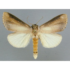 /filer/webapps/moths/media/images/A/atrata_Antheua_A_RMCA_01_JRihBm7.jpg