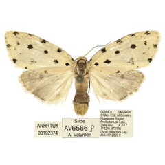 /filer/webapps/moths/media/images/C/cretata_Siccia_AF_ANHRT.jpg