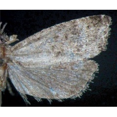 /filer/webapps/moths/media/images/S/siderocosma_Grapholita_AM_Trematerra.jpg