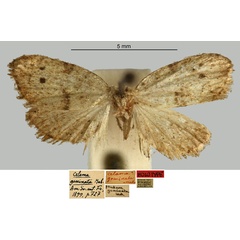 /filer/webapps/moths/media/images/G/geminata_Celama_HT_MNHN.jpg