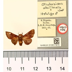 /filer/webapps/moths/media/images/A/albitibiata_Stroteroides_HT_BMNH.jpg