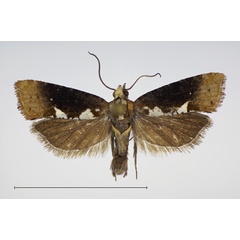 /filer/webapps/moths/media/images/P/purana_Multiquaestia_PT_KSund_01.jpg