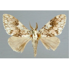 /filer/webapps/moths/media/images/R/rosea_Lymantica_A_RMCA_02.jpg