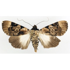 /filer/webapps/moths/media/images/H/hemihyala_Audea_A_TMSA_02.jpg