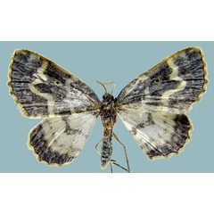 /filer/webapps/moths/media/images/A/argyridia_Hydrelia_AM_ZSM.jpg