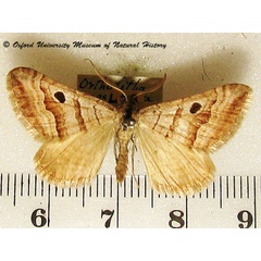/filer/webapps/moths/media/images/M/megalaria_Pseudolarentia_A_OUMNH_01.jpg