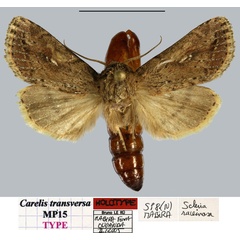 /filer/webapps/moths/media/images/T/transversa_Carelis_HT_MNHNa.jpg