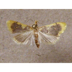 /filer/webapps/moths/media/images/X/xanthocraspia_Sameodesma_A_Butler.jpg