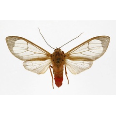 /filer/webapps/moths/media/images/A/affinis_Amerila_A_DePrins.jpg