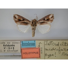 /filer/webapps/moths/media/images/M/mediafricana_Interdelta_HT_RMCA_01.jpg