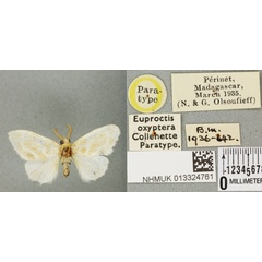 /filer/webapps/moths/media/images/O/oxyptera_Euproctis_PTM_BMNH_01a.jpg