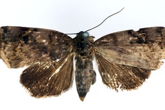 Maurilia busirensis