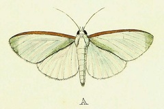 Stemorrhages polita