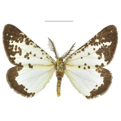 /filer/webapps/moths/media/images/E/elegans_Nothabraxas_HT_ZSM.jpg