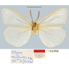 /filer/webapps/moths/media/images/M/malagasy_Olapa_HT_MNHN.jpg