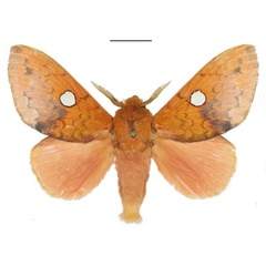 /filer/webapps/moths/media/images/M/magnimacula_Hypotrabala_HT_ANHRT.jpg