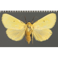 /filer/webapps/moths/media/images/A/appollinis_Leocyma_AF_Fiebig.jpg