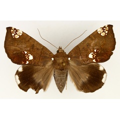 /filer/webapps/moths/media/images/I/illustrata_Achaea_AF_TMSA_01.jpg