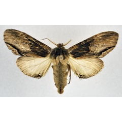 /filer/webapps/moths/media/images/C/concolor_Atrasana_AF_NHMO.jpg