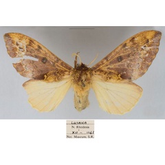 /filer/webapps/moths/media/images/L/lunda_Hypotrabala_AF_NMB_02.jpg