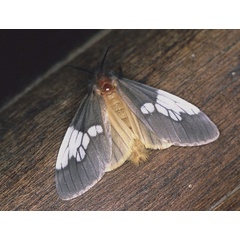 /filer/webapps/moths/media/images/A/albimacula_Palasea_A_Roland_01_qx1rskA.jpg