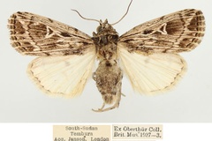 Leucania reticulata