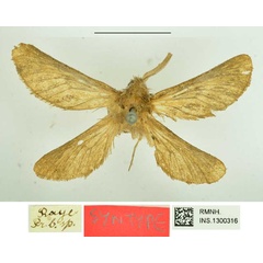 /filer/webapps/moths/media/images/L/libania_Bombyx_STM_RMNH_02.jpg