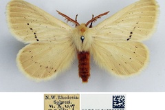 Phiala pretoriana