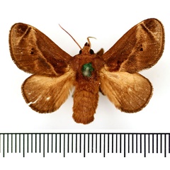/filer/webapps/moths/media/images/M/melanosticta_Ctenolita_AM_BMNH.jpg
